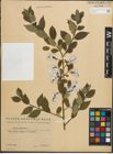 Foto von Salix pentandra L.